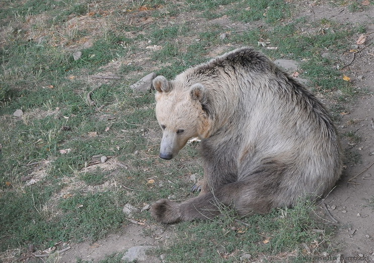 Gli Orsi del Parco dell''Orecchiella